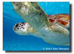 Turtle